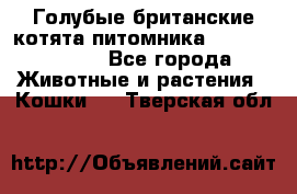 Голубые британские котята питомника Silvery Snow. - Все города Животные и растения » Кошки   . Тверская обл.